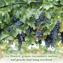 Load image into Gallery viewer, 9.8'x7'x7.2' Garden Support  Frame Climbing Plant Arch Arbor for Flowers/Fruits/Vegetables