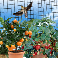 Load image into Gallery viewer, Black Netting Mesh For protecting garden fruits from Bird Poultry