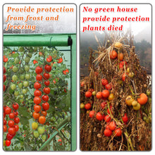 Load image into Gallery viewer, Tomato Green House Plant Outdoor Planting Greenhouse Gardening Warm Hot Garden