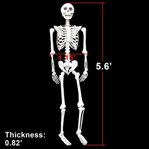 Halloween Decoration 5.6' Poseable Pose-N-Stay Life Size Crazy Skeleton Skull