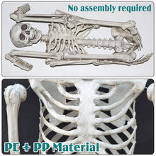 Load image into Gallery viewer, Halloween Decoration 5.6' Poseable Pose-N-Stay Life Size Crazy Skeleton Skull
