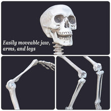Load image into Gallery viewer, Halloween Decoration 5.6' Poseable Pose-N-Stay Life Size Crazy Skeleton Skull